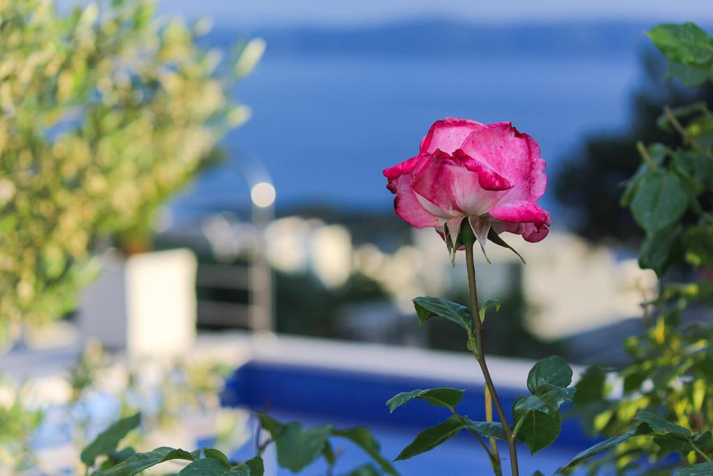 Villa Levanda Μακάρσκα Εξωτερικό φωτογραφία